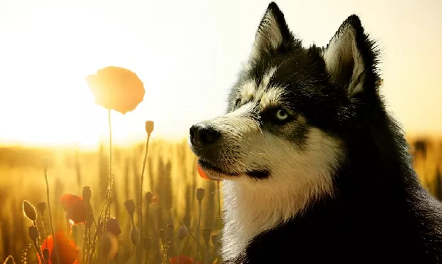 Екранна снимка към: Може ли да..?