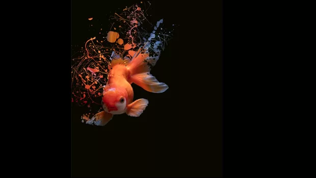 Екранна снимка към: Може ли да ви покажа моят вариант на Splash effect&nbsp;