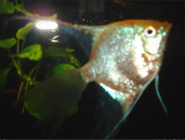 Екранна снимка към: Как да махна отражения?