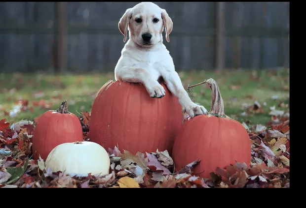 Екранна снимка от форума
