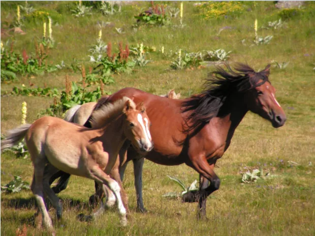 Екранна снимка от форума
